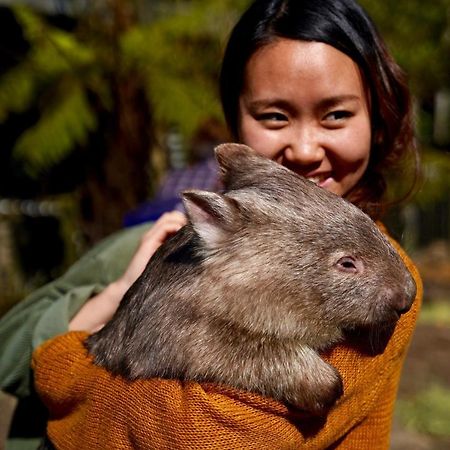 Fauna Australia Wildlife Retreat Lavers Hill Экстерьер фото