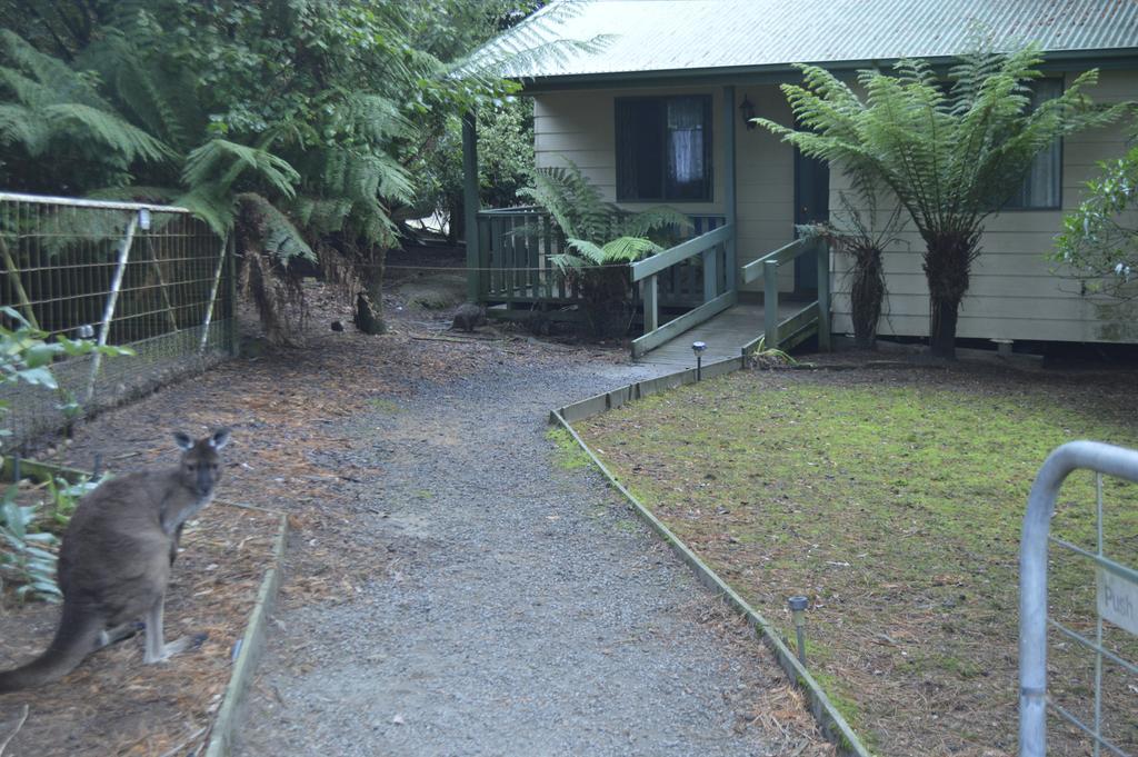 Fauna Australia Wildlife Retreat Lavers Hill Экстерьер фото